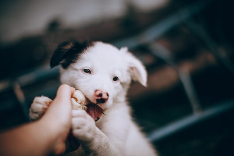 Why You Should Consult a Beverly Hills Attorney for Your Dog Bite Claim